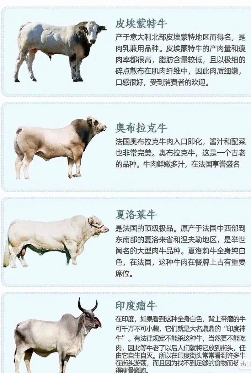 新手养牛选啥品种好？-图3