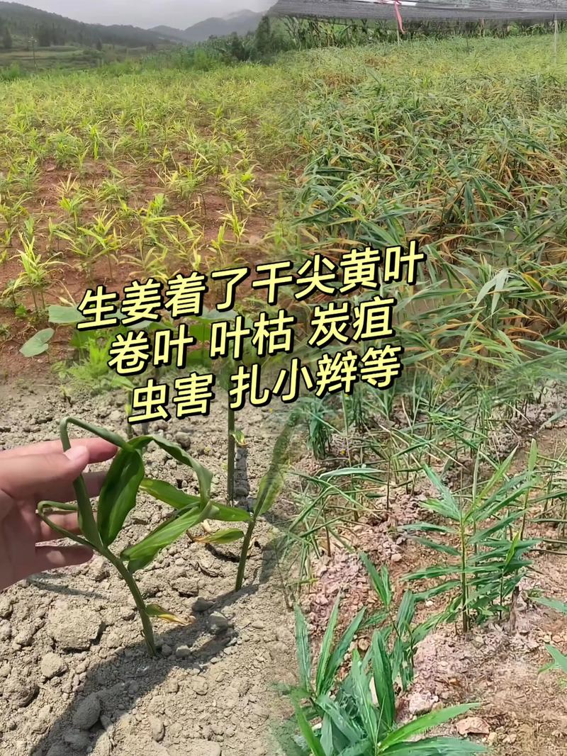 农村生姜高产种植技术要点有哪些？-图3