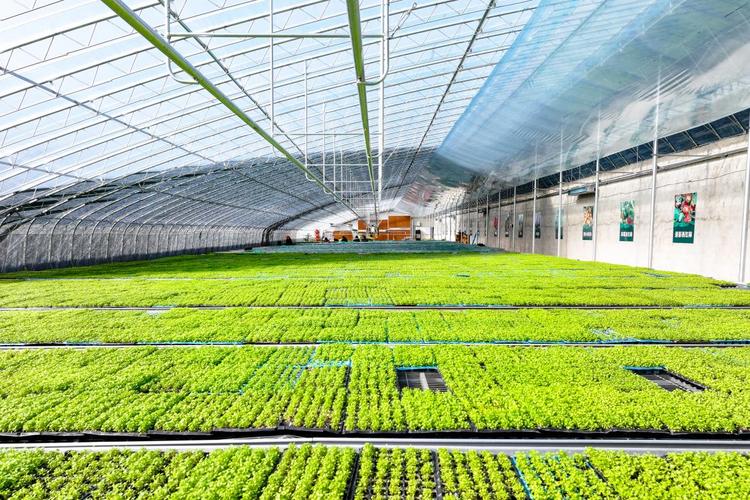 香菜大棚冬天如何种好？-图1