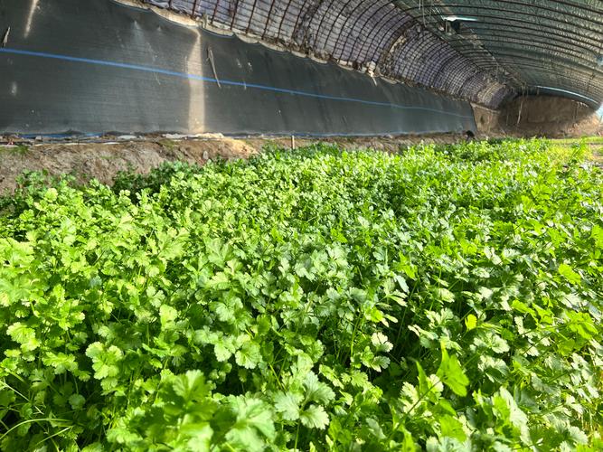 香菜大棚冬天如何种好？-图2