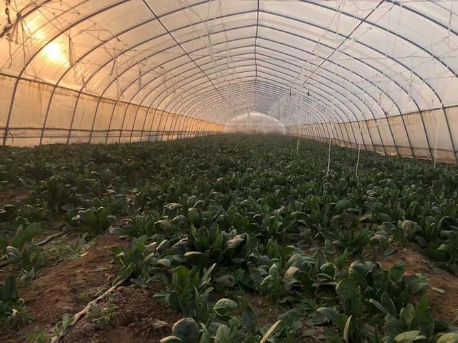 香菜大棚冬天如何种好？-图3