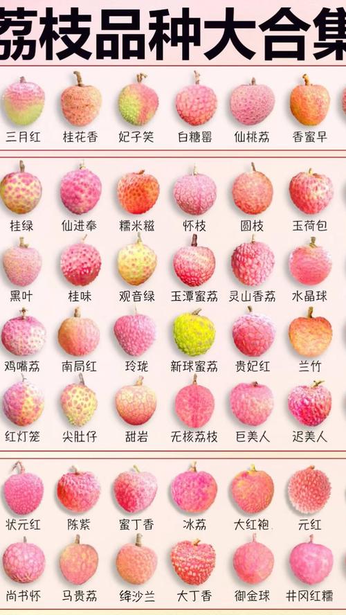 广东荔枝品种知多少?-图1 广东荔枝品种知多少?-图1