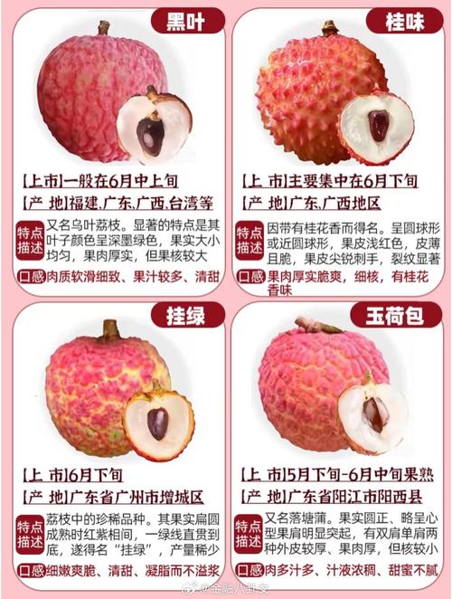 广东荔枝品种知多少?-图2 广东荔枝品种知多少?-图2
