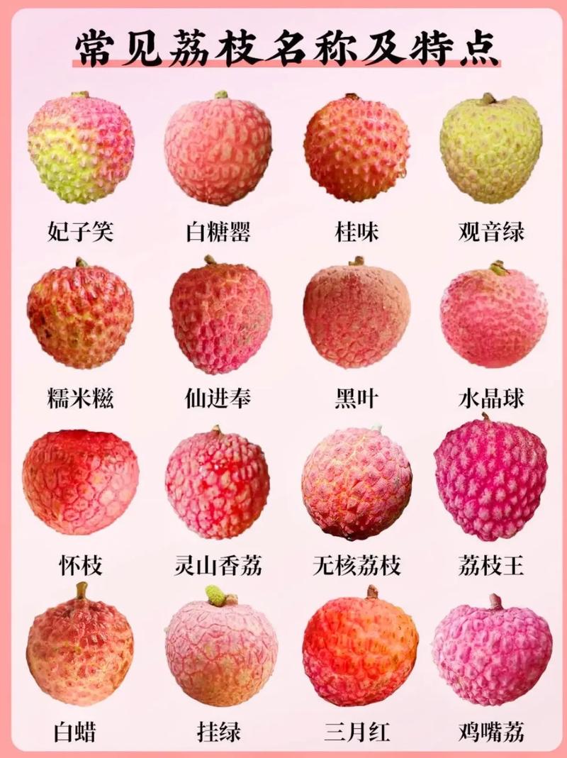 广东荔枝品种知多少?-图3 广东荔枝品种知多少?-图3