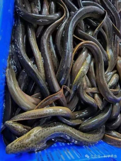 全国野生黄鳝价格多少钱一斤?-图1 全国野生黄鳝价格多少钱一斤?-图1
