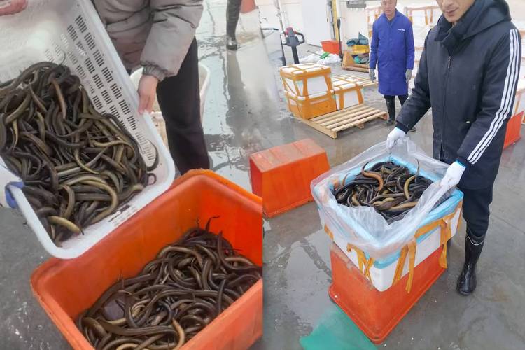 全国野生黄鳝价格多少钱一斤？-图2