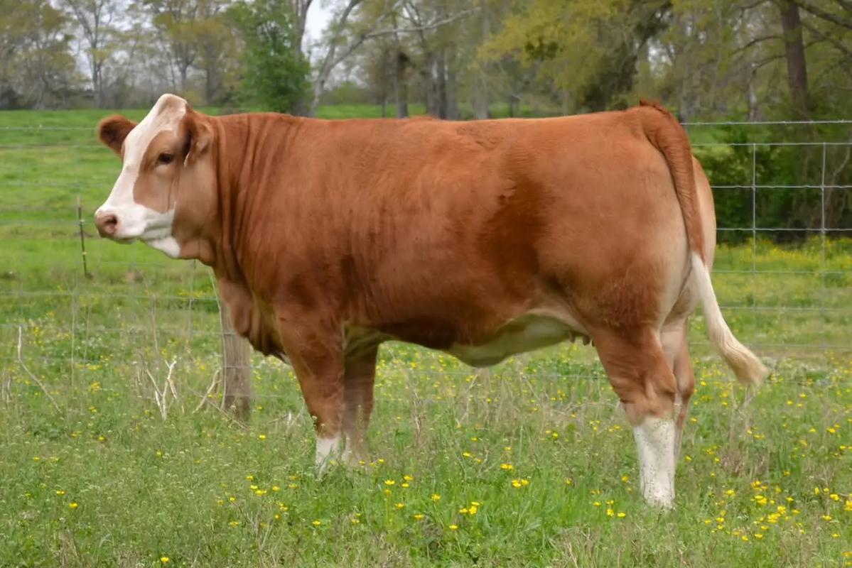 西门塔尔牛的品种介绍-图2 西门塔尔牛的品种介绍-图2