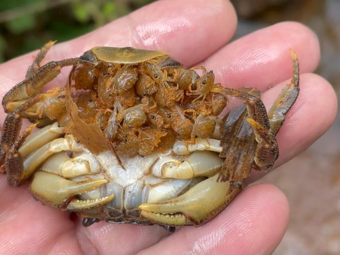 野生螃蟹养殖技术视频-图1