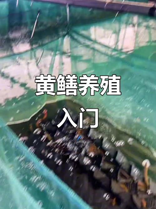 农村黄鳝养殖技术有哪些关键要点?-图1 农村黄鳝养殖技术有哪些关键要点?-图1