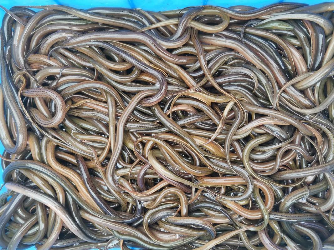 农村黄鳝养殖技术有哪些关键要点?-图2 农村黄鳝养殖技术有哪些关键要点?-图2