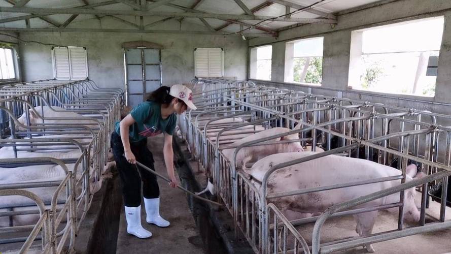 养猪视频怎么学技术？-图2