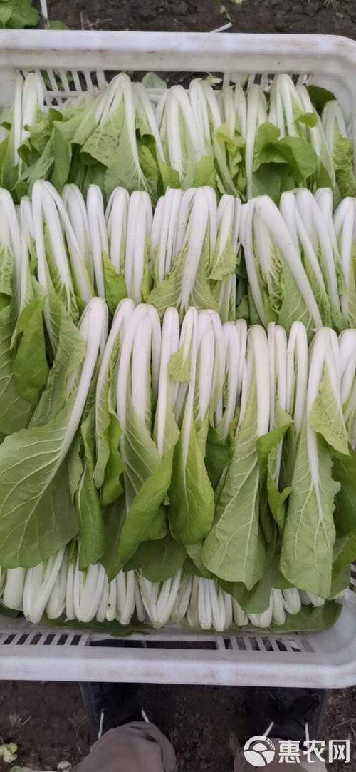 白菜哪种品种适合大棚-图1 白菜哪种品种适合大棚-图1