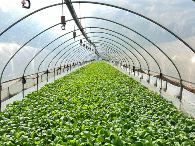 白菜哪种品种适合大棚-图2 白菜哪种品种适合大棚-图2