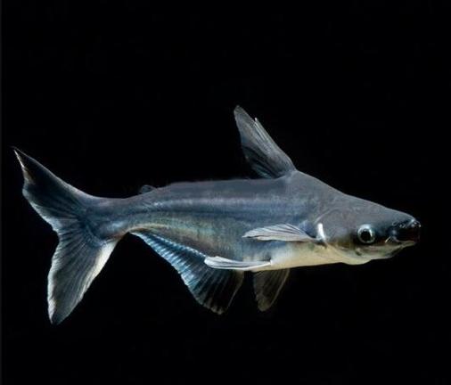 浙江淡水鲨鱼价格多少一斤？-图1