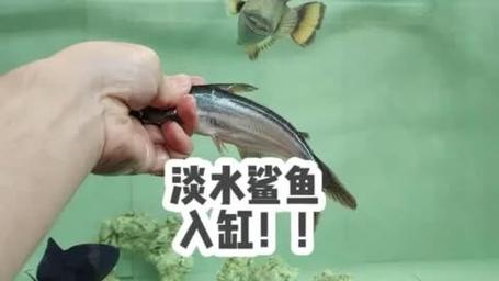 浙江淡水鲨鱼价格多少一斤？-图2