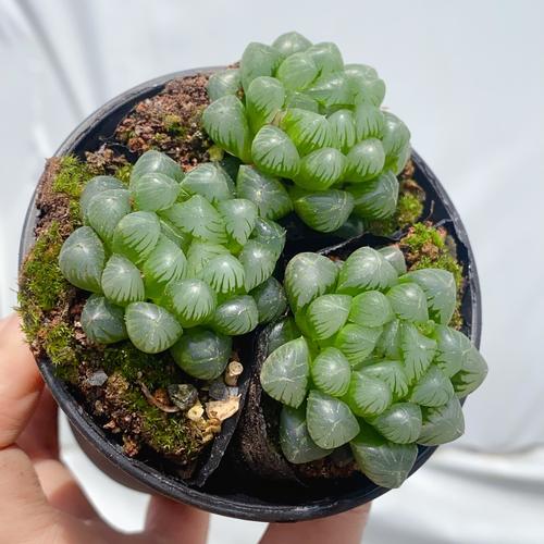 冰灯玉露品种有哪些?图解如何区分?-图1 冰灯玉露品种有哪些?图解如何区分?-图1