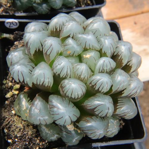 冰灯玉露品种有哪些?图解如何区分?-图2 冰灯玉露品种有哪些?图解如何区分?-图2