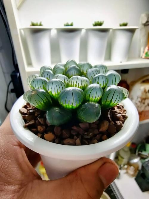 冰灯玉露品种有哪些?图解如何区分?-图3 冰灯玉露品种有哪些?图解如何区分?-图3