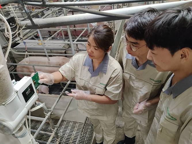 母猪养殖培训技术视频-图2