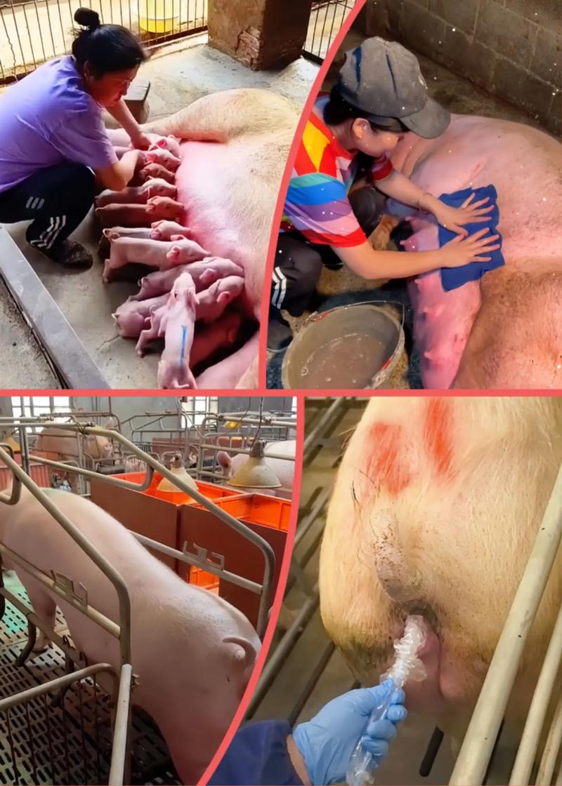 母猪养殖培训技术视频-图3