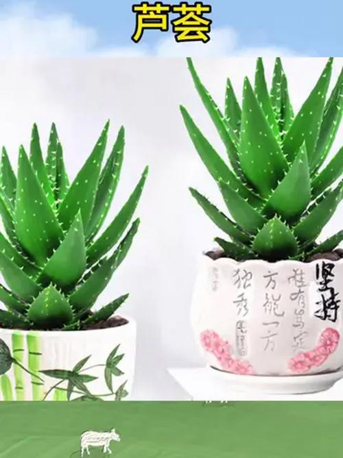 不夜城芦荟属什么品种-图1