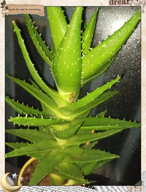 不夜城芦荟属什么品种-图2