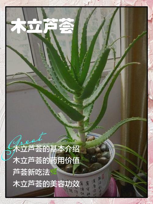 食用芦荟哪个品种最好-图1 食用芦荟哪个品种最好-图1