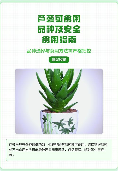 食用芦荟哪个品种最好-图2 食用芦荟哪个品种最好-图2