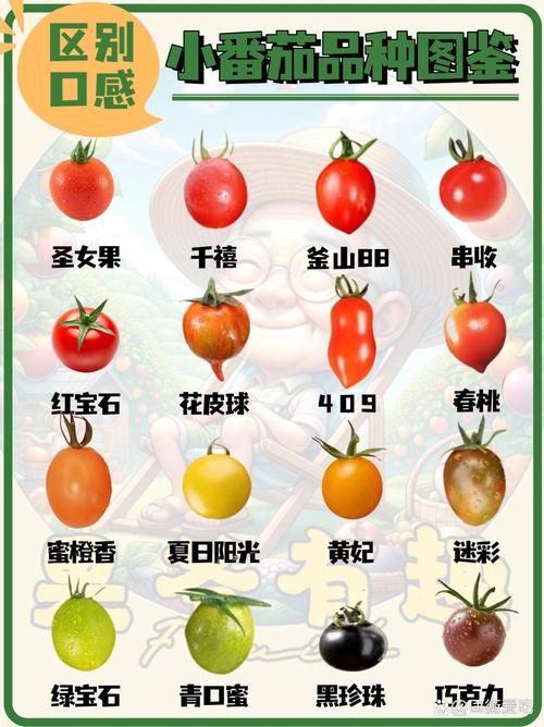 西红柿品种怎么选才高产？-图1