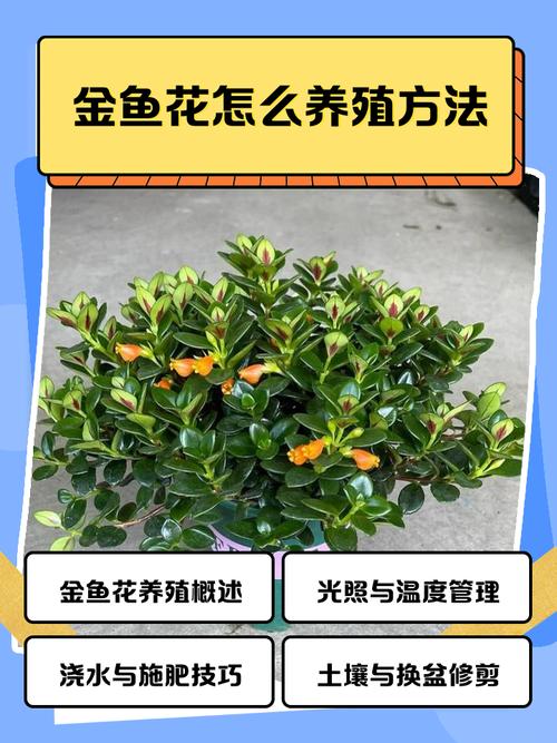 金鱼养殖技术视频,新手如何快速入门?-图2 金鱼养殖技术视频,新手如何快速入门?-图2