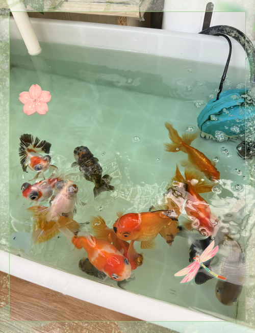 金鱼养殖技术视频,新手如何快速入门?-图3 金鱼养殖技术视频,新手如何快速入门?-图3