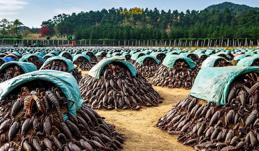 郏县蝎子养殖技术基地有何核心秘诀？-图1