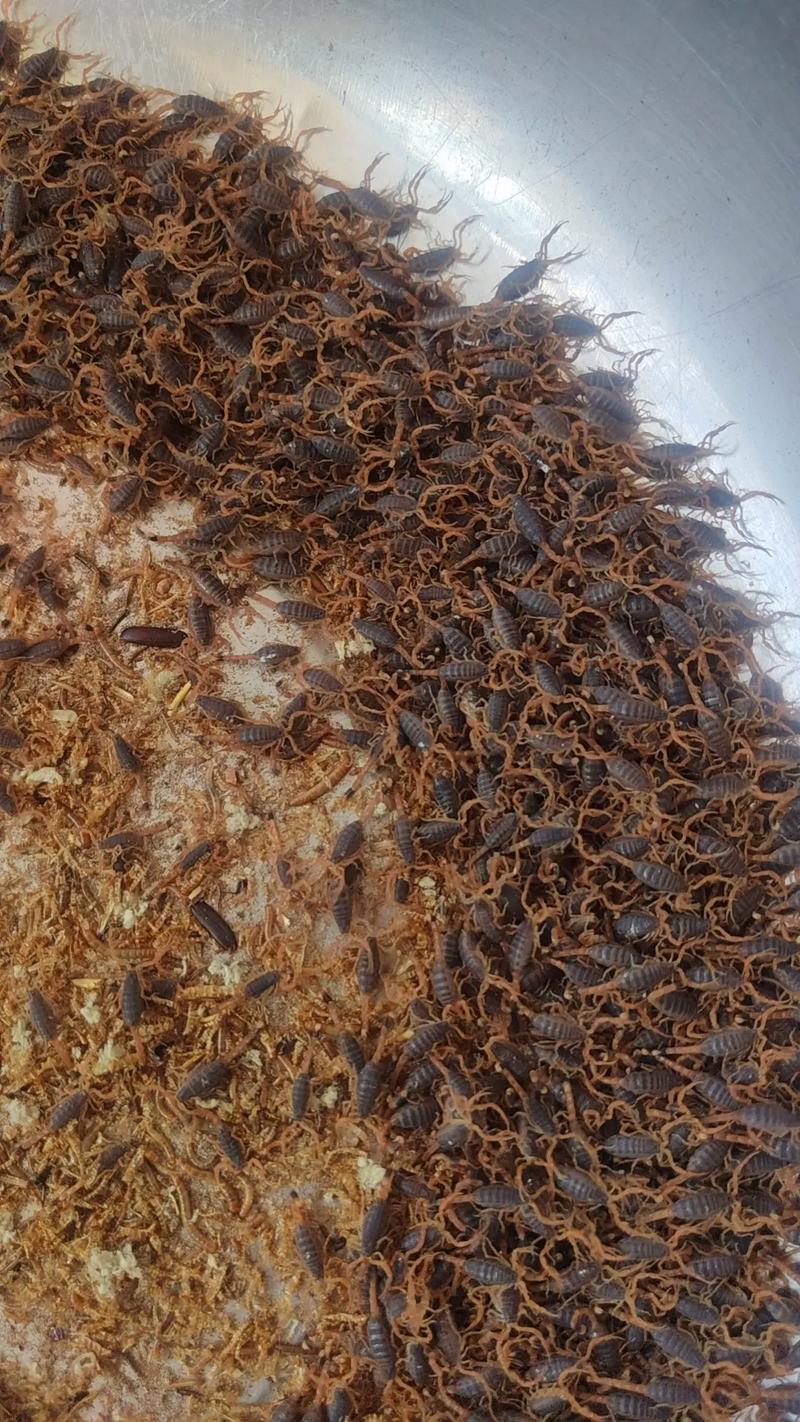 郏县蝎子养殖技术基地有何核心秘诀？-图3