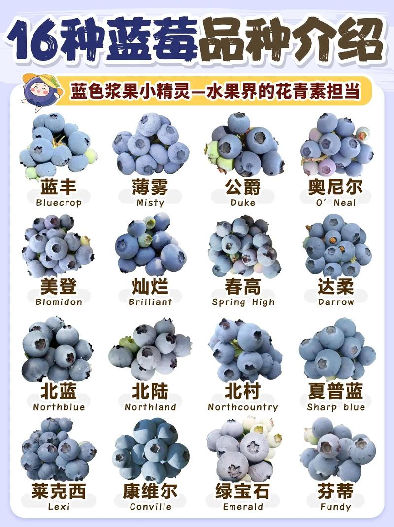 南方蓝莓那个品种好吃-图1