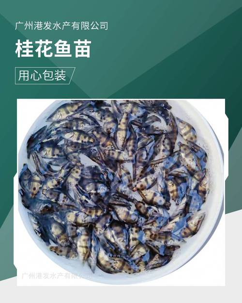 2025年鳜鱼苗价格会涨还是跌？-图1