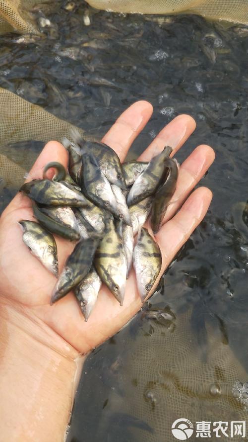 2025年鳜鱼苗价格会涨还是跌？-图2