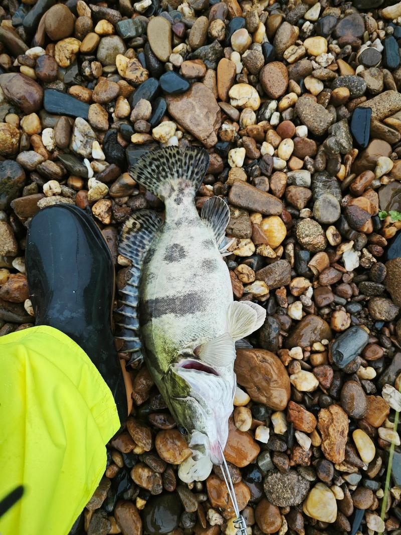 2025年鳜鱼苗价格会涨还是跌？-图3