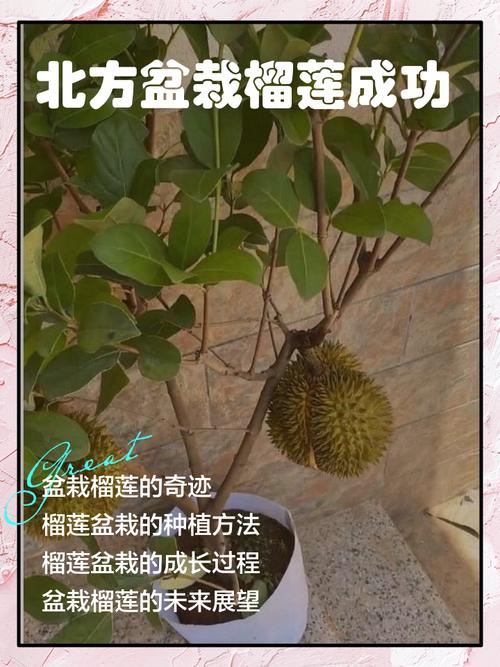 室内榴莲怎么种?技术要点有哪些?-图1 室内榴莲怎么种?技术要点有哪些?-图1