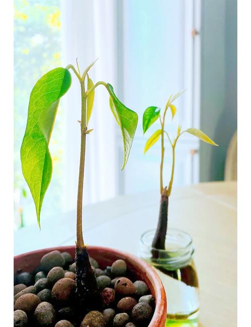 室内榴莲怎么种?技术要点有哪些?-图2 室内榴莲怎么种?技术要点有哪些?-图2