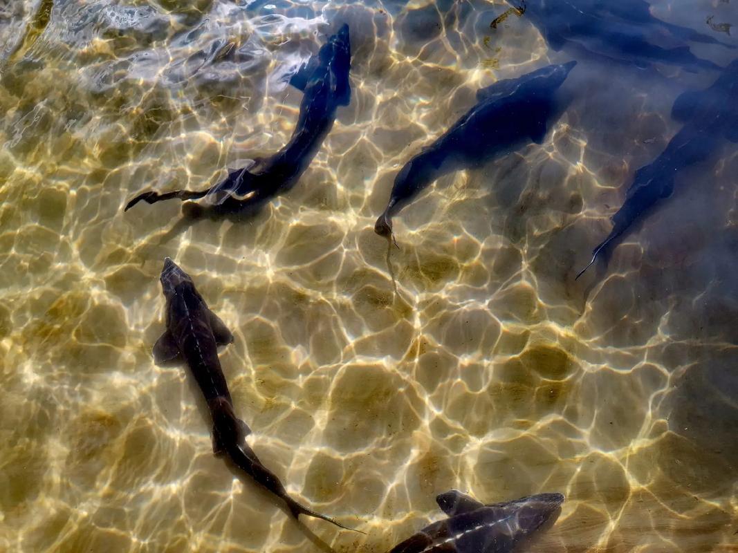 淡水虹鳟养殖技术视频怎么学?-图1 淡水虹鳟养殖技术视频怎么学?-图1