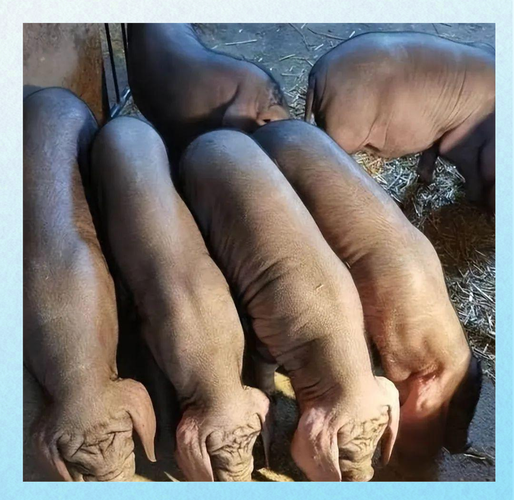 杂交良种母猪品种有哪些？-图3