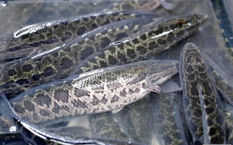 野生黑鱼怎么养？视频技术要点有哪些？-图2