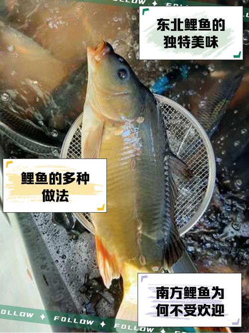 中国野生鲤鱼品种有哪些？-图3