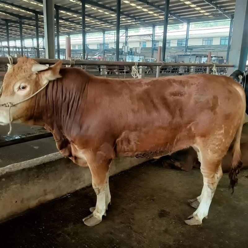 广东养牛什么品种最合适？-图1