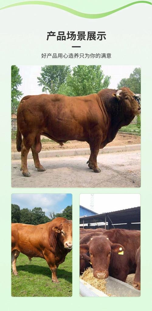 广东养牛什么品种最合适？-图2