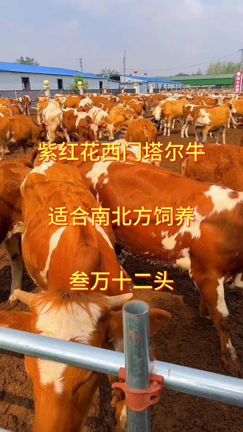 西门塔尔牛品种怎么选？-图2