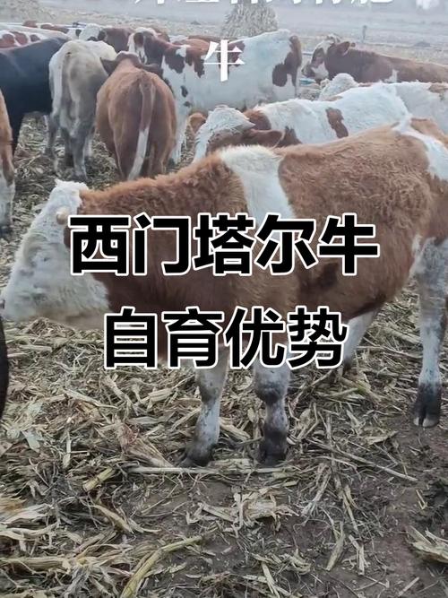 西门塔尔牛品种怎么选？-图3