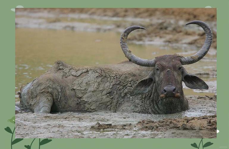 优良水牛品种有哪些核心特性？-图3