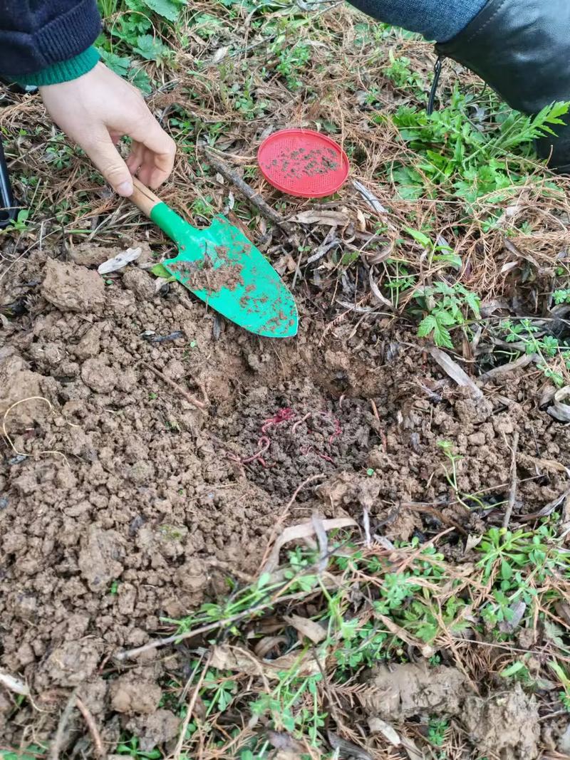 蚯蚓室内高效养殖技术怎么掌握？-图2