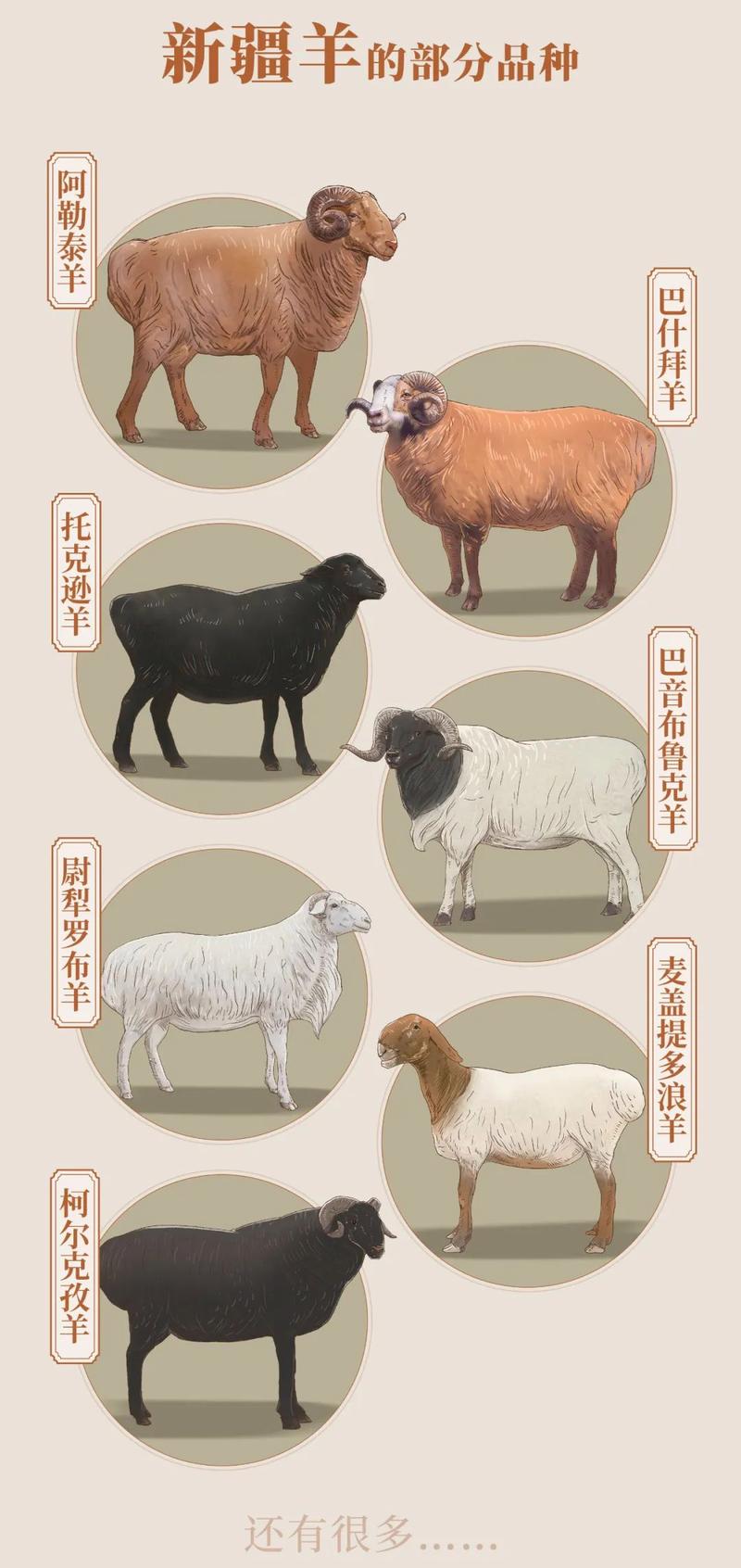 肉羊品种有哪些？看图识羊指南！-图3